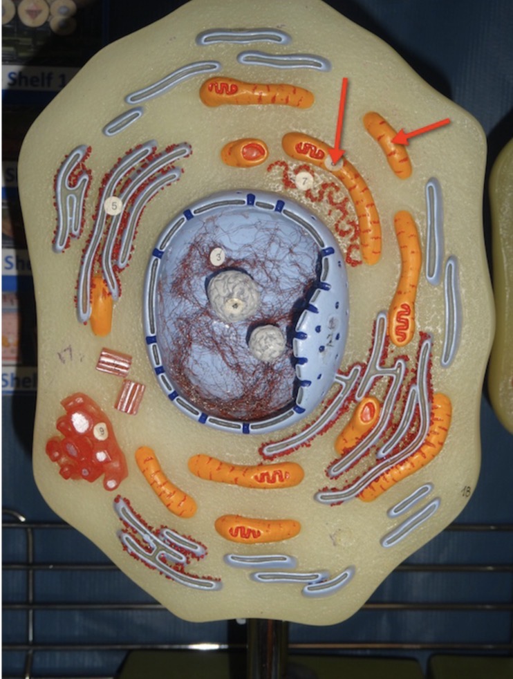 <p>Name the organelle 5</p>