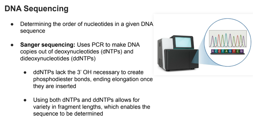 <ul><li><p><strong>Sanger sequencing</strong>: Uses PCR to make DNA copies out of deoxynucleotides (dNTPs) and dideoxynucleotides (ddNTPs)</p></li><li><p>ddNTPs lack the 3’ OH necessary to create phosphodiester bonds, ending elongation once they are inserted</p></li><li><p>Using both dNTPs and ddNTPs allows for variety in fragment lengths, which enables the sequence to be determined</p></li></ul><p></p>