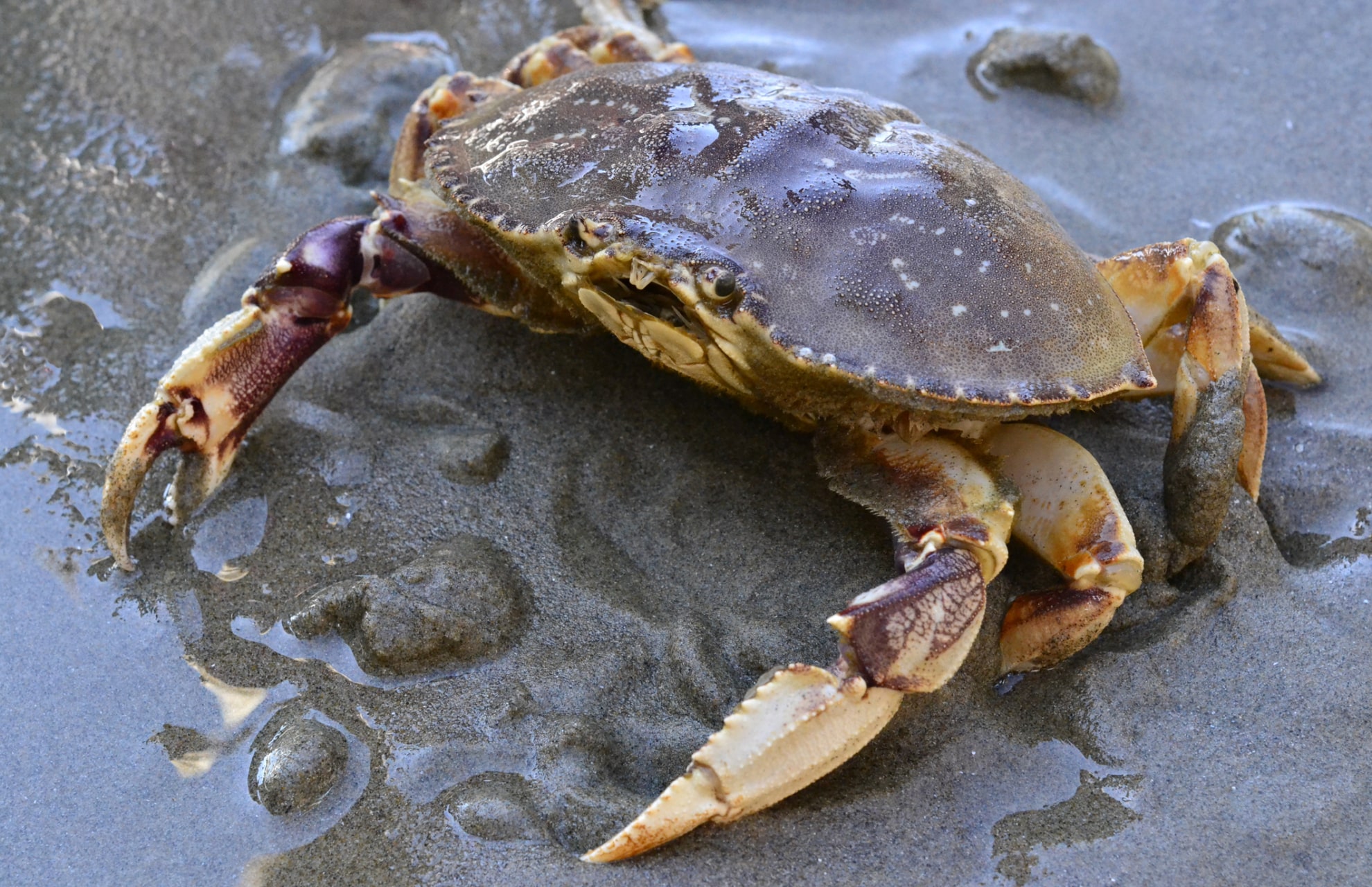 <p>Dungeness Crab</p>
