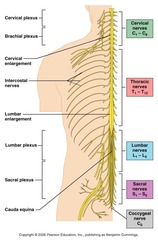 <p>Cervical plexus (C1-C4), Brachial plexus (C5-T1), Lumbar plexus (T12-L4), Sacral plexus (L4-S4).</p>
