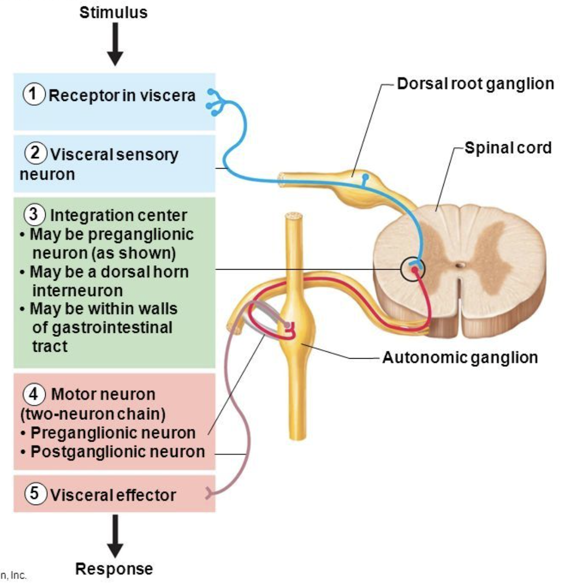 <ol><li><p>Stimulus</p></li><li><p>Receptor in viscera (internal organ)</p></li><li><p>Visceral sensory neuron</p></li><li><p>Integration center</p></li><li><p>Motor neuron (pre or post-ganglionic neuron)</p></li><li><p>Visceral effector</p></li><li><p>Response</p></li></ol><p></p>