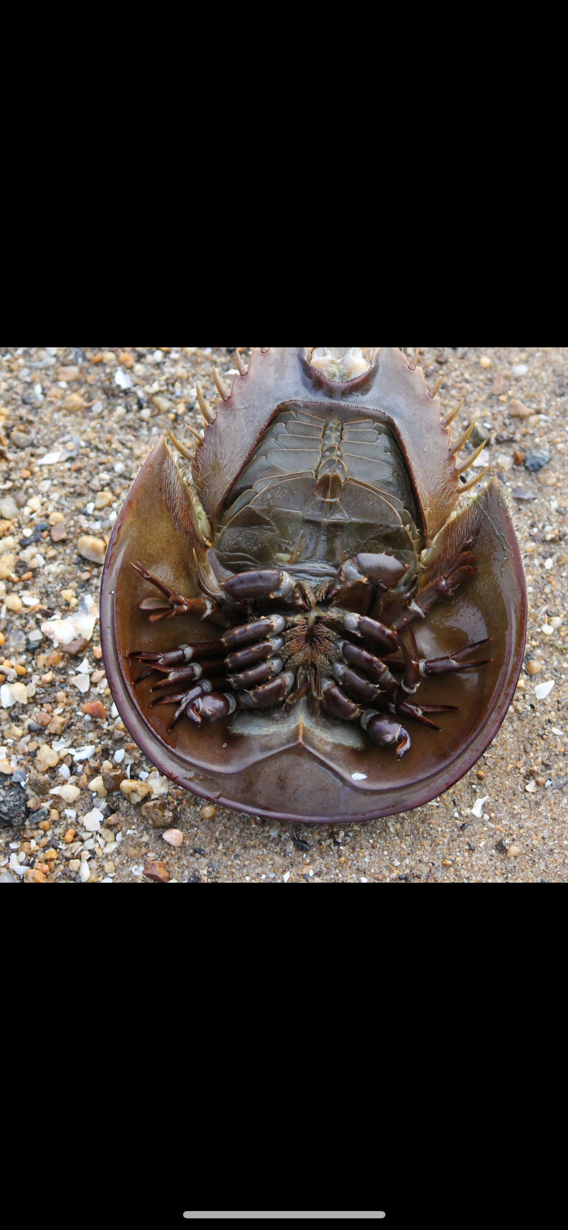 <p><span>Horseshoe Crab ā <em>Limulus polyphemus</em></span></p><p></p><p><span><strong>LOOK FOR:</strong></span></p><ul><li><p><span>Large, rounded <strong>helmet-shaped shell</strong></span></p></li><li><p><span>Long pointed <strong>tail-like telson</strong></span></p></li><li><p><span>Multiple pairs of legs tucked underneath</span></p></li><li><p><span>Brown/olive-gray shell</span></p></li><li><p><span>Looks like a prehistoric tank </span><span data-name="joy" data-type="emoji">š</span></p></li><li><p><span>Despite the name, <strong>it is NOT a true crab</strong>āitās an arthropod more closely related to spiders and scorpions.</span></p></li></ul><p><span><strong>HABITAT:</strong><br>Shallow coastal waters, bays, estuaries and sandy/muddy bottoms. They come ashore seasonally to spawn.</span></p><p><span><strong>REMEMBER:</strong><br><strong>HORSESHOE CRAB = helmet + long tail + prehistoric-looking.</strong></span></p><p><span><strong>NJ CONNECTION:</strong><br><strong>Delaware Bay is one of the most important horseshoe crab spawning areas in the world.</strong> Theyāre especially famous here for coming onto beaches to spawn, and their eggs are an important food source for migrating shorebirds.</span></p><p><span><strong>LOOK-ALIKE:</strong><br>There really isnāt a good NJ ālook-alike.ā Once you see that <strong>horseshoe-shaped shell + long telson</strong>, youāve got it.</span></p><p><span><strong>WHY YOU CARE:</strong><br>This is one of those species where <strong>habitat + season + behavior</strong> can identify it almost as much as appearance. And because Delaware Bay is such a major part of your learning territory, this one is a MUST-KNOW.</span></p><p><span><strong>IMPORTANT:</strong><br>That long tail is <strong>not a stinger</strong>. Itās primarily used for righting the animal if it gets flipped over.</span></p>