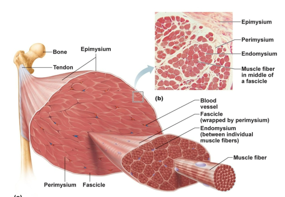 <p>Thin inner network of CT that surround individual muscle fibers (INSIDE)</p>