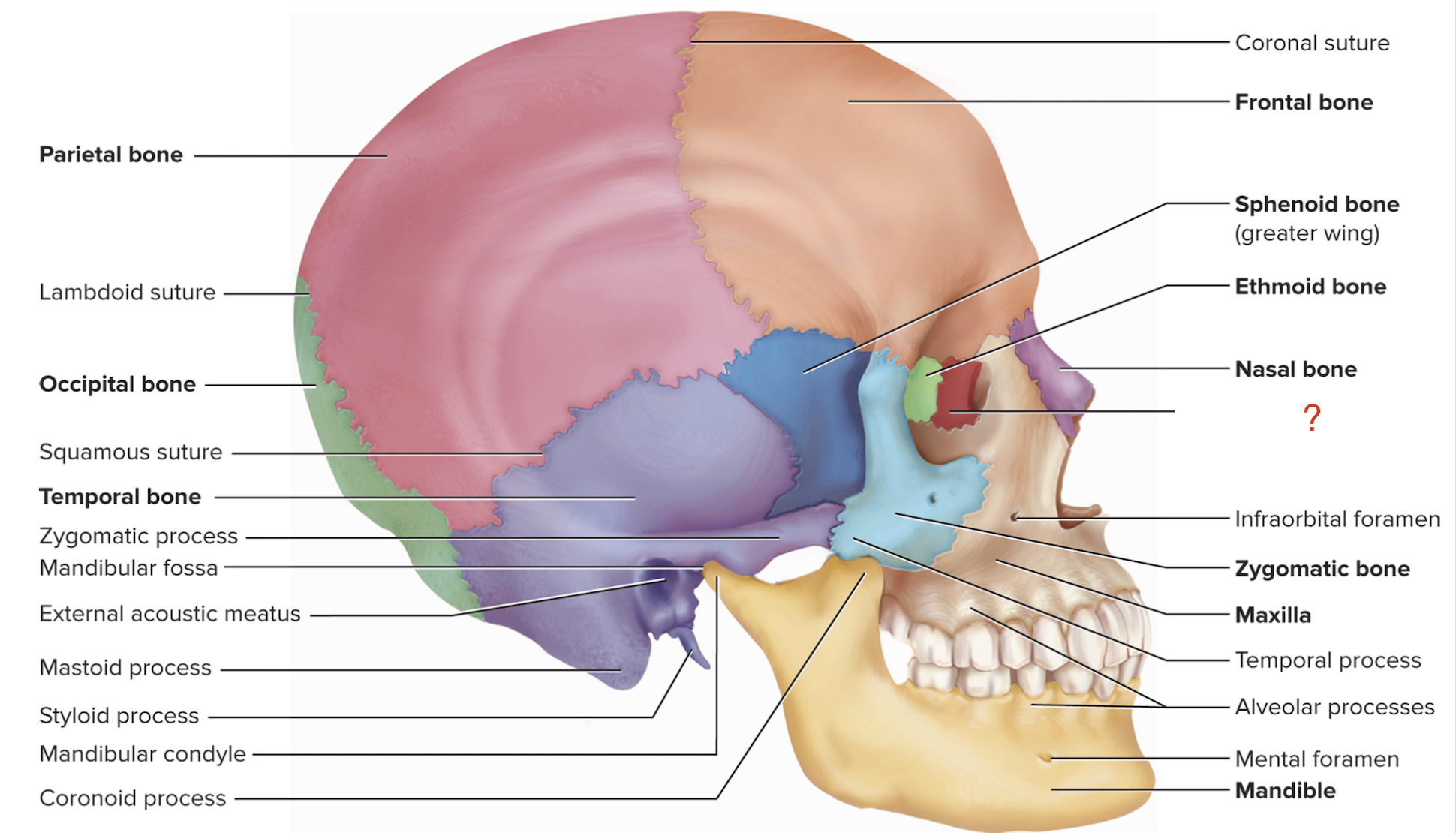<p>What is the name of this bone?</p>