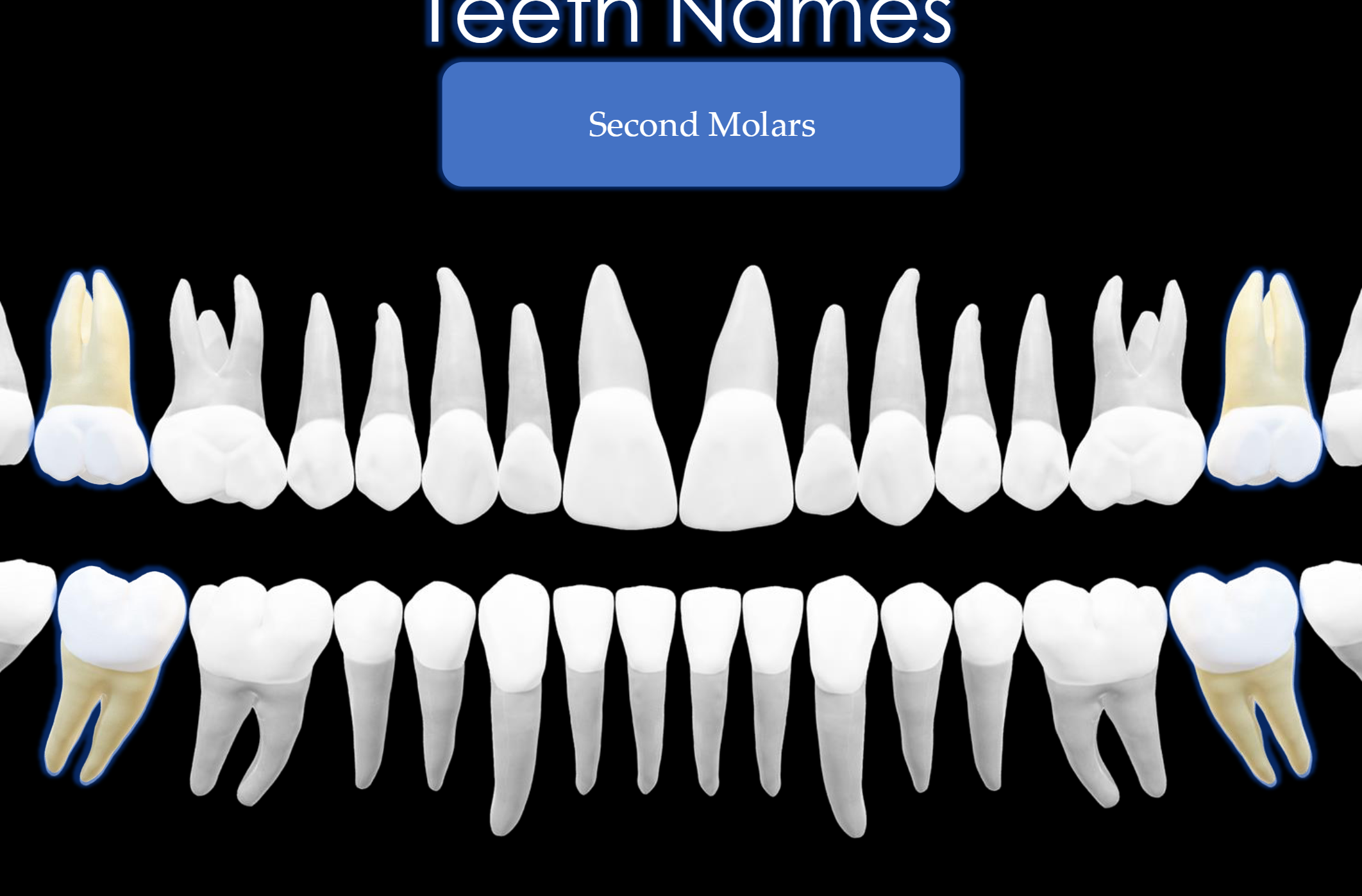 <p>Teeth #: 2,15,18,31</p>