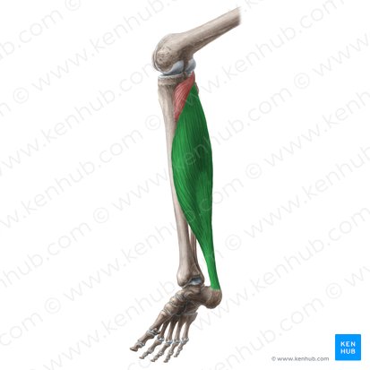 <p>Proximal Attachment (O): Posterior aspect of head and superior quarter of posterior surface of fibula; soleal line and middle third of medial border of tibia; tendinous arch extending between the bony attachments</p><p>Distal Attachment (I): Posterior surface of calcaneus via calcaneal tendon</p><p>Nerve: Tibial nerve (S1, S2)</p><p>Action: Plantarflexes ankle joint independent of position of knee; stabilizes ankle joint</p>