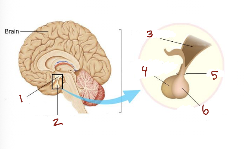 <p>What is number 1?</p>