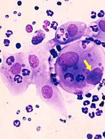 <p>Chlamydiosis Diagnosis</p>