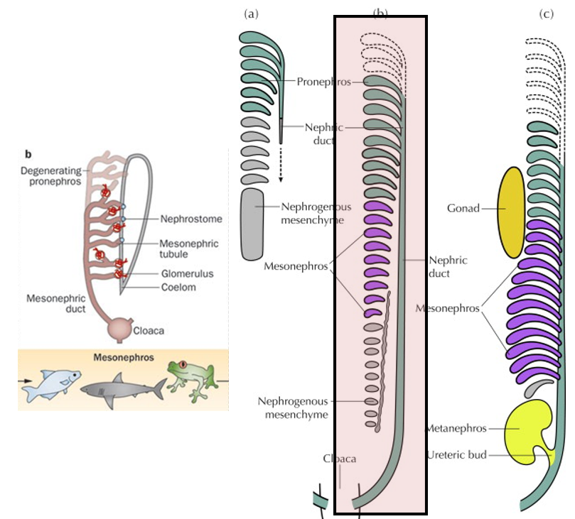 <p>The longer kidney tissue develops many more numerous and complex renal corpuscles</p>
