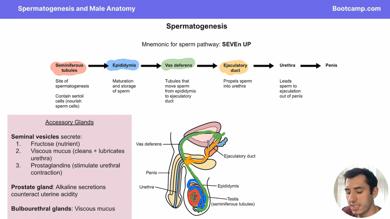 <p>seminal vesicles </p><p>prostate </p><p>bulbourethral glands </p>