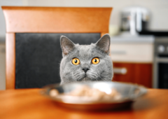 <p>годувати кота</p>