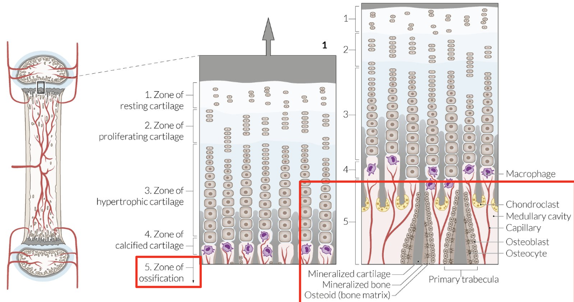 <p>Osteoblasts colonize longitudinal septa = Osteoid formation = Mineralization</p>
