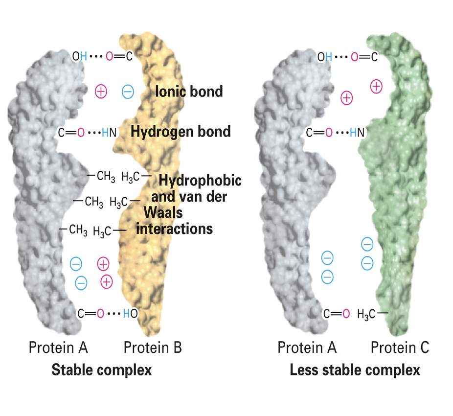 <ul><li><p>the language of biochemical interactions</p></li><li><p>mediated via noncovalent interactions that permits tight, highly specific binding of biomolecules</p></li><li><p>depending on the number and strength of the noncovalent interactions between two molecules and their environment, their binding may be tight or loose and, as a consequence, either long-lasting or transient, respectively</p></li></ul><p></p>