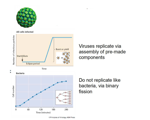 <p>Viruses are obligate intracellular parasites</p>