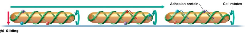 <p>-unlike swimming and swarming, gliding does not require a flagella</p><p>-Biosurfactants have been shown to be important</p><p>-A helical intracellular protein track and gliding motors and adhesion proteins work like the tracks on a skid loader to drag the bacteria across a surface (like a skid loader)</p>