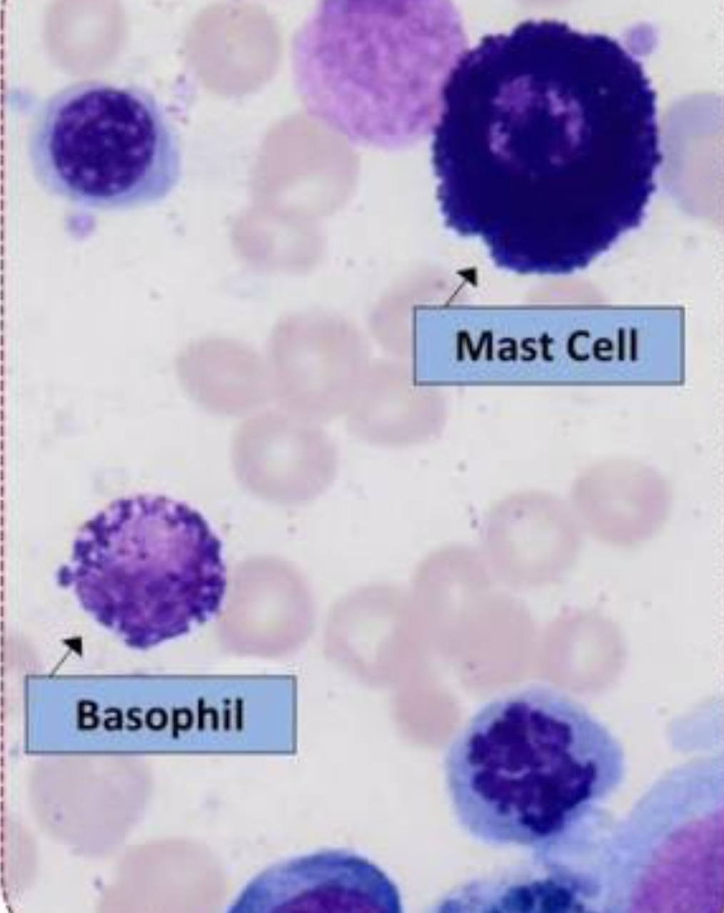 <p>Mast Cells</p>