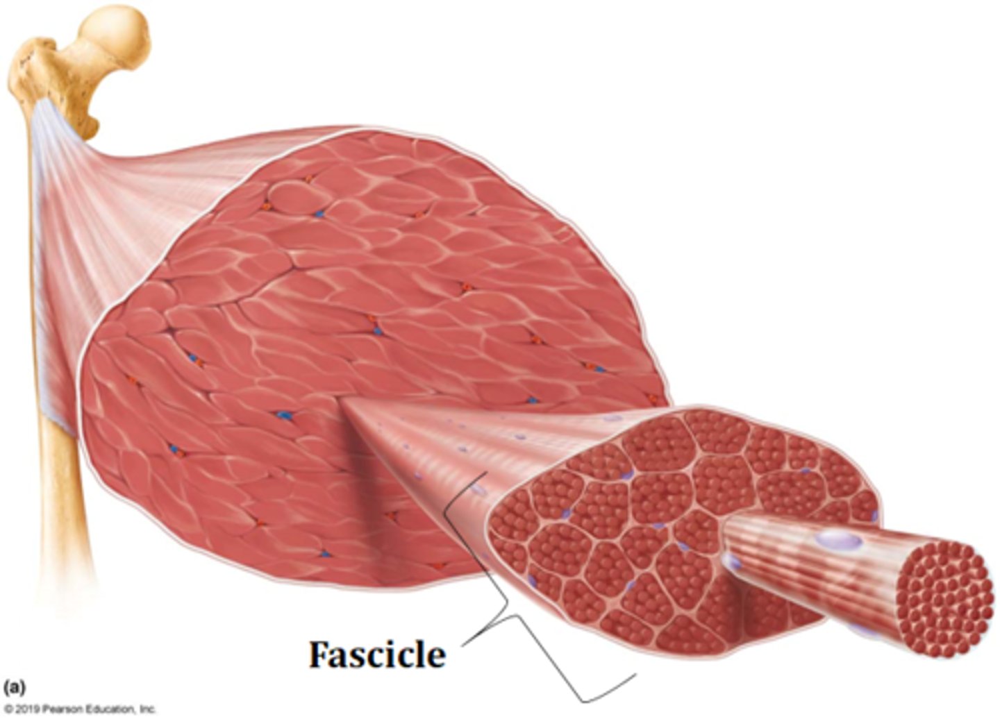 <p>fasicle</p>