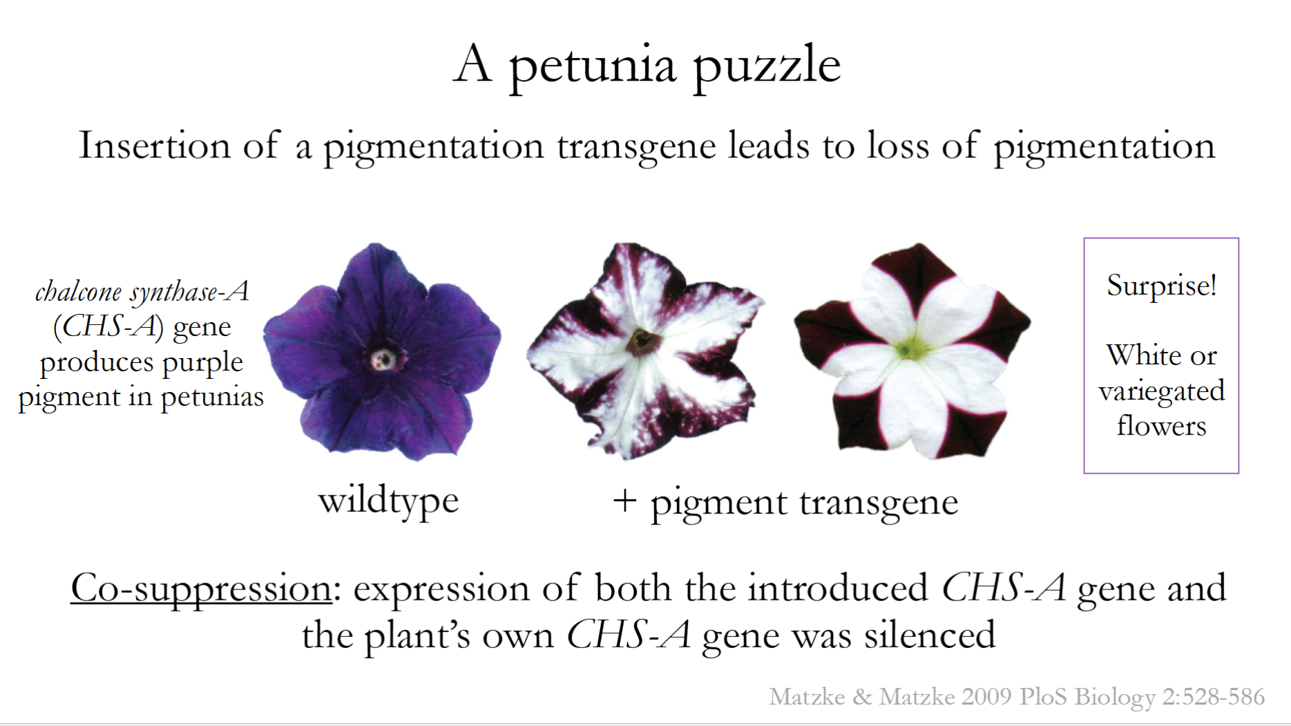 <p>A gene-silencing phenomenon where introducing an extra transgenic copy of a gene causes both the transgene and the endogenous (native) gene to be silenced.</p><ul><li><p>Caused by RNA Interference (RNAi)</p></li><li><p>Famously seen in petunias (Insertion of a pigmentation transgene leads to loss of pigmentation)</p></li></ul><p></p>