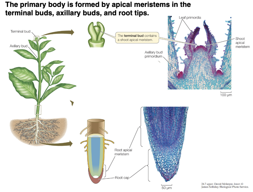 <ul><li><p>Formed by apical meristems in the terminal buds, axillary buds, and root tips </p></li></ul><p></p>