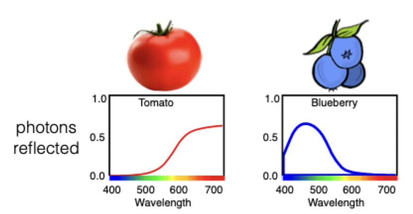 <p> </p><ul><li><p><span>What proportion of photons are reflected</span></p></li><li><p><span>For the blueberry selectively reflect more short wavelength photons, not so many of long wavelength photons</span></p></li></ul><p></p>