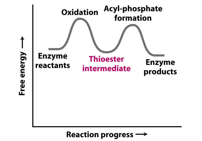 <p>Enzyme reactants<br>Oxidation<br>Thioester intermediate<br>Acyl phosphate formation<br>Enzyme products</p>
