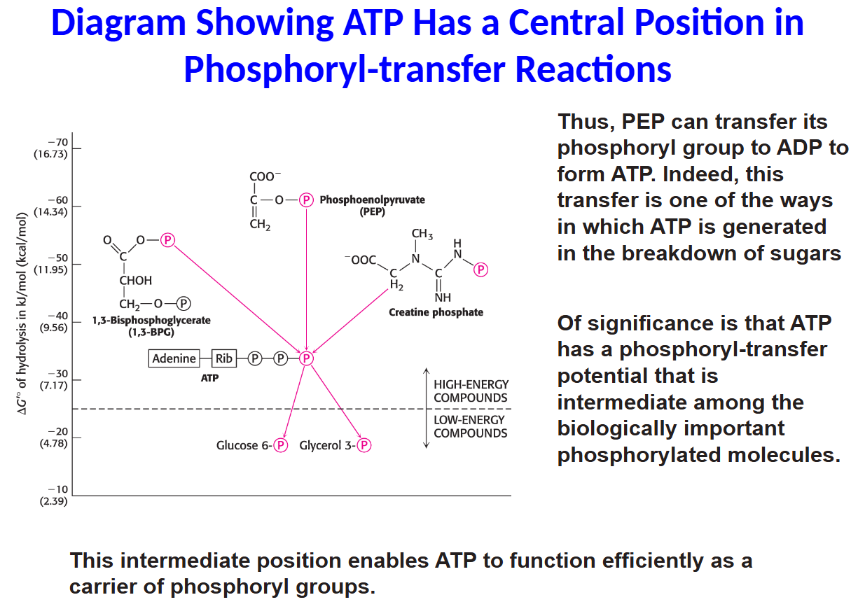 <p>Thus, PEP can transfer its</p><p>phosphoryl group to ADP to</p><p>form ATP. Indeed, this</p><p>transfer is one of the ways</p><p>in which ATP is generated</p><p>in the breakdown of sugars</p><p>Of significance is that ATP</p><p>has a phosphoryl-transfer</p><p>potential that is</p><p>intermediate among the</p><p>biologically important</p><p>phosphorylated molecules.</p><p>This intermediate position enables ATP to function efficiently as a</p><p>carrier of phosphoryl groups.</p>
