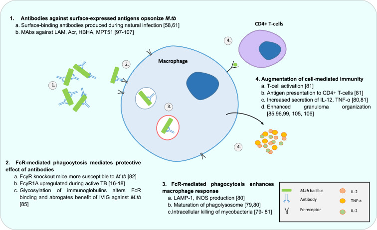<p>Antibodies coat pathogens, and their Fc regions bind to receptors on phagocytes (macrophages), significantly enhancing phagocytosis</p>