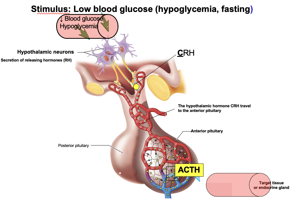 <p>Stress/hypoglycemia → hypothalamus releases <strong>CRH</strong> → travels via portal system to anterior pituitary</p><p>CRH → stimulates anterior pituitary → ↑ <strong>ACTH</strong></p><p>ACTH → <strong>tropic hormone</strong> → stimulates adrenal cortex → ↑ cortisol secretion</p>