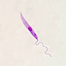 <p>In sand fly, not in humans. anterior kinetoplast where anterior flagella attaches. central nucleus</p>