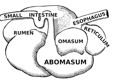 <p><span>Rumen:the largest stomach compartment in beef cattle, acting as a massive fermentation vat</span></p><p>Reticulum: Honeycomb, sorts the food from the mess (nails, wire)</p><p><span>Omasum: “tripe”, regulates flow into true stomach</span></p><p>Abomasum: True chemical digestion, where the acid is</p><p></p>