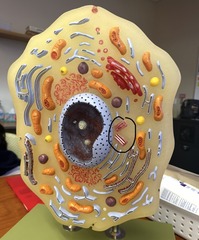 <p>form the mitotic spindles during cell division </p>