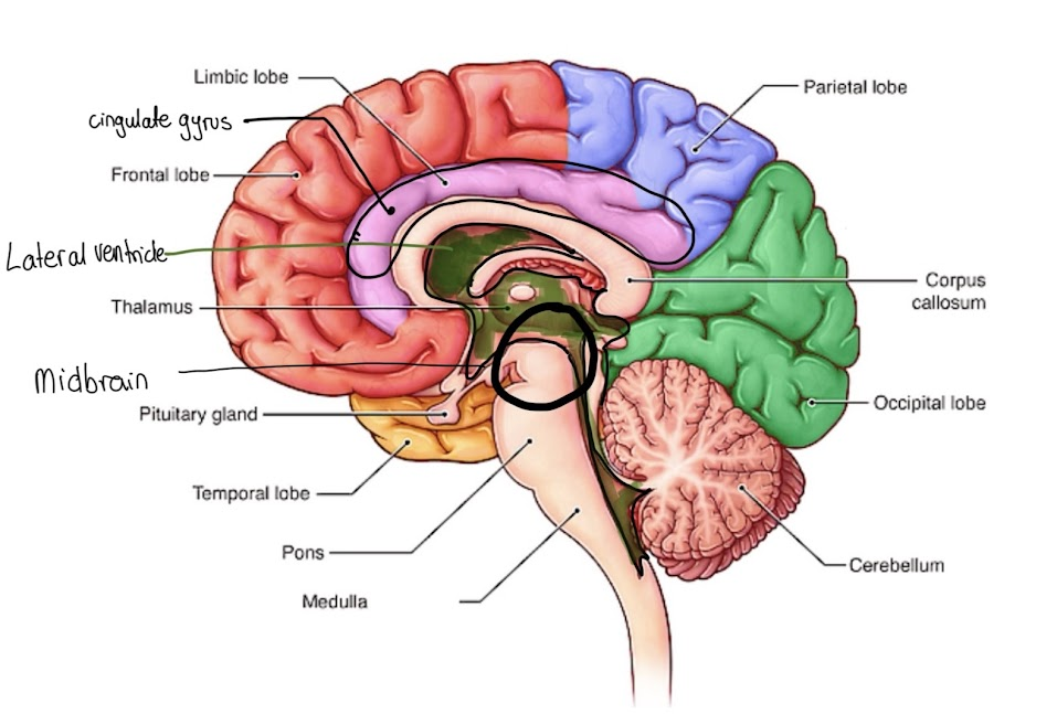 <p>A: Limbic Lobe</p><p>B: Cingulate Gyrus</p><p>C: Frontal Lobe</p><p>D: Lateral Ventricle</p><p>E: Thalamus</p><p>F: Midbrain</p><p>G: Pituitary Gland</p><p>H: Temporal Lobe</p><p>I: Pons</p><p>J: Medulla</p><p>K: Cerebellum</p><p>L: Occipital</p><p>M: Corpus callosum</p><p>N: Parietal Lobe</p>