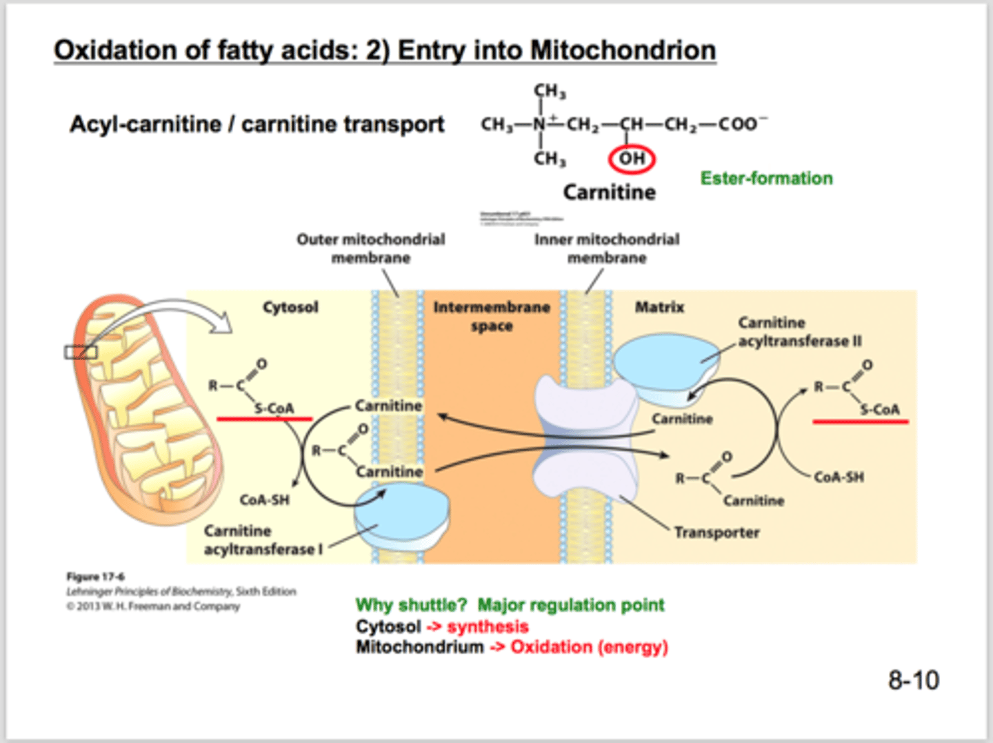 <p>at the outer membrane or intermembrane space of the mitochondrion</p>