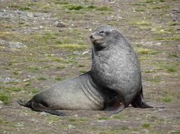 <p>Antarctic fur seal</p>
