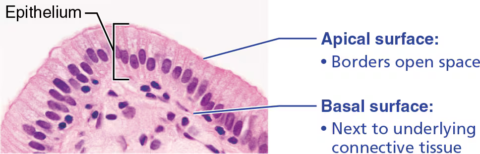 <p>Epithelia exhibit apical-basal polarity because they have two different surfaces:</p><ul><li><p>Apical surface</p><ul><li><p>Not attached to surrounding tissue</p></li><li><p>Exposed to either:</p><ul><li><p>the outside of the body, or</p></li><li><p>the cavity of an internal organ</p></li></ul></li></ul></li><li><p>Basal surface</p><ul><li><p>Attached to the underlying connective tissue</p></li></ul></li></ul><p>For this reason, we say that epithelia exhibit apical-basal polarity.</p>
