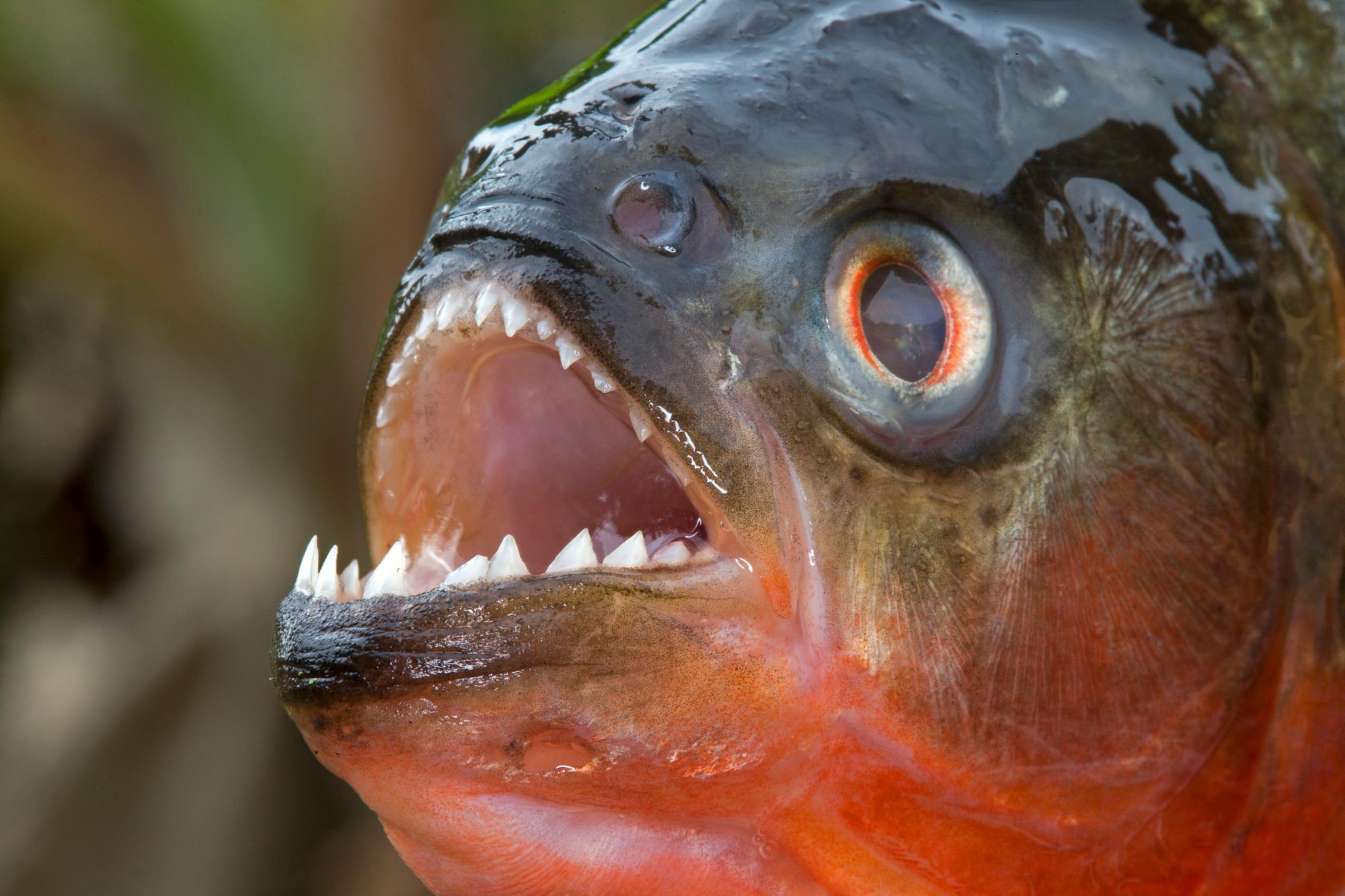 <p>piranha</p>