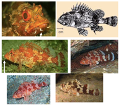 <p>Madeira rockfish</p>
