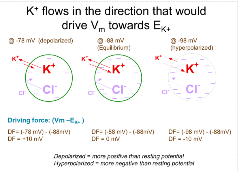 <p>The driving force is the difference between the point the ion is and the point where it wants to be. </p><p>there is a point that the ion wants to be at. This is the Ek+ (upper bar). And the ion can be super low, at the medium or high of the graph. </p><p>If it is high up, then the DF will be really low because it wont want to change. This is <strong>hyperpolarized </strong>type. It will have -10mv ganas de moverse porque esta cerca a su goal.</p><p>If its at the point where it wants to be, then it will have 0V ganas de moverse, porque ya esta en mejor espacio, y no hay razon que se moveria a un lugar que no le conviene. This is<strong> equlibrium.</strong></p><p>Finally, if its at a really bad place, it will want to move up. then they have +10mV ganas de moverse para arriba, entonces van a estar <strong>depolarized</strong></p>