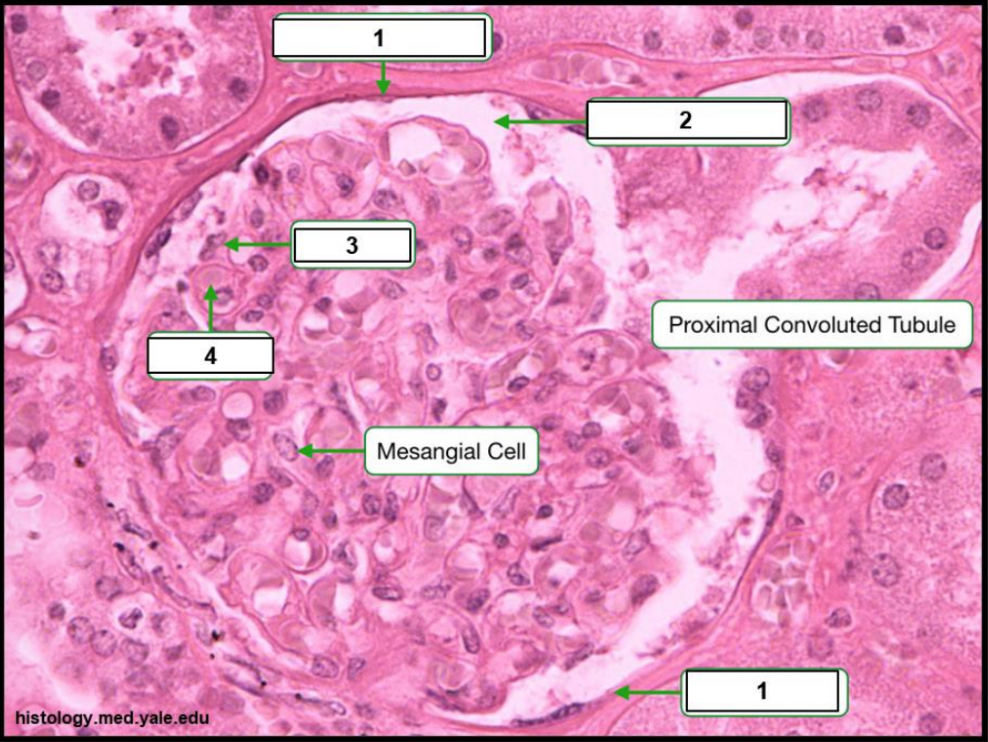 <p>Name the structure indicated by 2.</p>