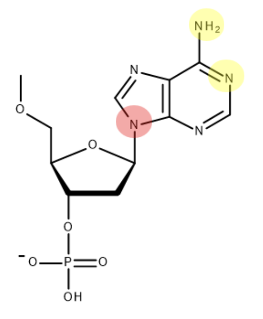 <p>(when bonding to deoxyribose - H is lost as part of condensation reaction)</p>