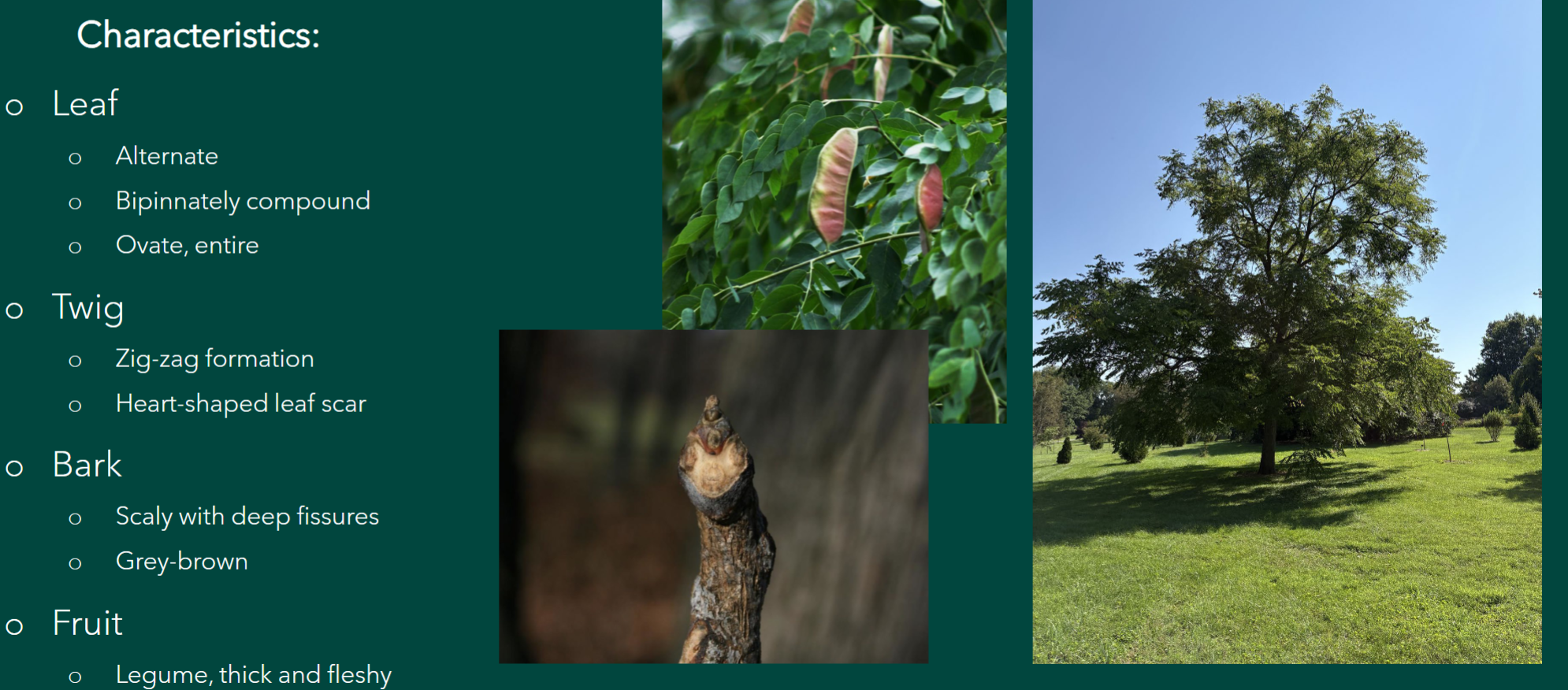 <p>Gymnocladus dioicus</p>