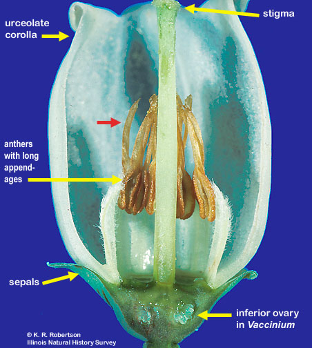 <p>floral formula for ericaceae</p>