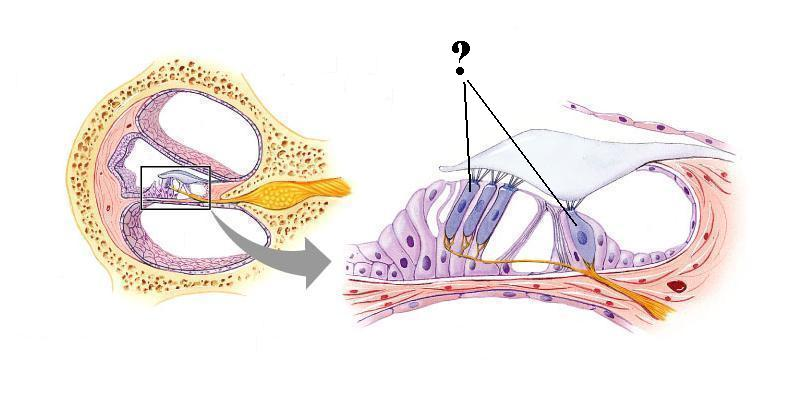 <p>Identify the indicated structures</p>
