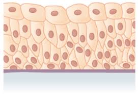 <p>found on organs, glands, and lining body cavities (mouth, nose, ears, etc)</p><p>used for exchange </p><p>makes up the boundary between one area and another</p><p>makes up most of the skin</p>
