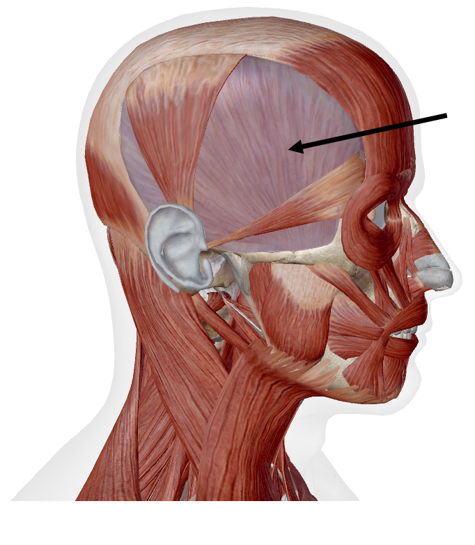 <p>Identify the name of the muscle that the arrow is pointing to in the image.</p>