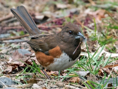 <p>Eastern Towhee</p>