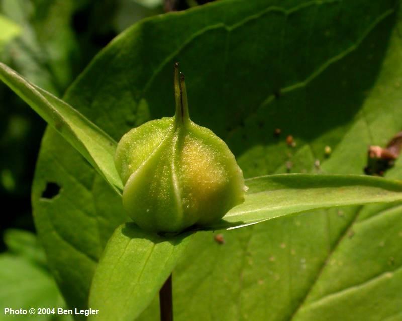 <p>Trillium ovatum</p>