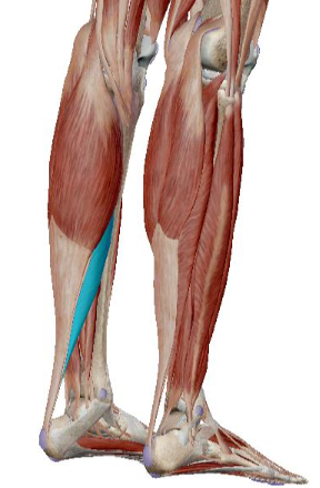 <p>what muscle is this</p>