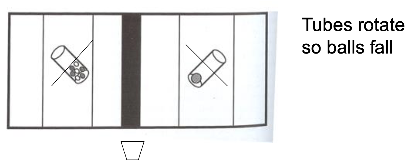 <ul><li><p>4-month-olds prefer displays that are synchronous, but don’t distinguish single from multiple balls</p></li><li><p>6-month-olds are sensitive to one vs. many differences</p></li></ul><p></p>