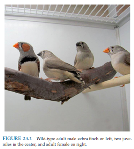 <p><span>1.</span><span style="font-family: "Times New Roman"; line-height: normal; font-size: 7pt;">&nbsp;&nbsp;&nbsp;&nbsp;&nbsp;&nbsp; </span><span><strong>Adults have orange beak </strong>(beak is black until 1mo and gradually changes)</span></p><p class="MsoListParagraphCxSpMiddle"><span>2.</span><span style="font-family: "Times New Roman"; line-height: normal; font-size: 7pt;">&nbsp;&nbsp;&nbsp;&nbsp;&nbsp;&nbsp; </span><span><strong>Wild-type adult male</strong> zebra finches have <strong>orange cheek patches</strong>, fine black-and-white barring on the throat and upper breast with a subjacent solid black band, and chestnut-colored flanks speckled with white spots</span></p><p class="MsoListParagraphCxSpLast"><span>3.</span><span style="font-family: "Times New Roman"; line-height: normal; font-size: 7pt;">&nbsp;&nbsp;&nbsp;&nbsp;&nbsp;&nbsp; </span><span><strong>females</strong> are <strong>gray</strong> in these areas</span></p>